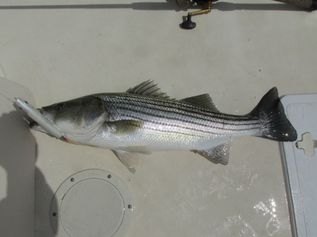 Striper caught on Ocean Lure swimming baitfish